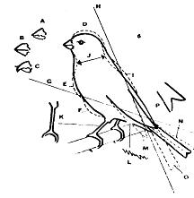 примеры дефектов экстерьера канарейки