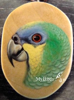 венесуэльский амазон