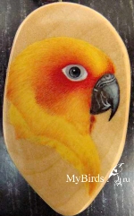 Солнечная аратинга