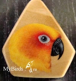 Солнечная аратинга