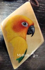 Солнечная аратинга