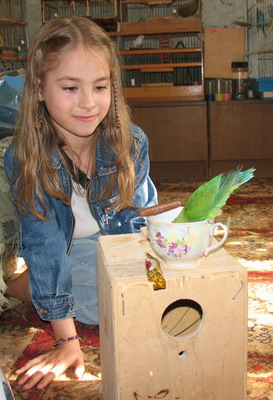 неразлучник - автор фото ksyushka