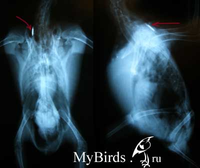 Чип,введенный под кожу на спине, на рентгеновском снимке