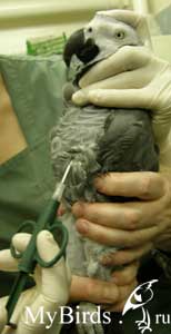 Введение чипа в грудную мышцу