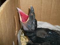 птенец вОрона