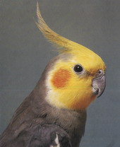 самец кореллы