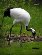 японский журавль с птенцами, автор фото - Кашенцева Т.А.