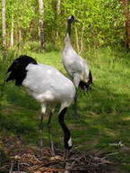 японские журавли у гнезда, автор фото - Кашенцева Т.А.