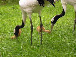 японские журавли с птенцами, автор фото Кашенцева Т.О.