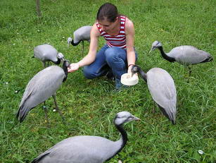 кормление ручных журавлей