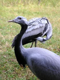 журавль красавка