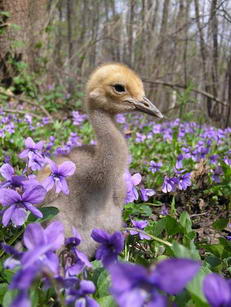 птенец журавля красавки