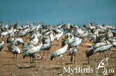 Серые журавли (Grus grus)