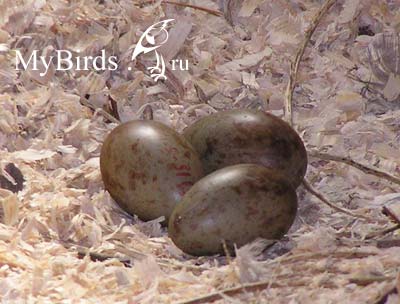 Яйца даурских журавлей - фото Т.А.Кашенцевой