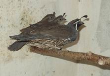 семейство калифорнийских перепелов