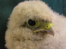 птенец пустельги