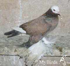 Северокавказские бойные космачи