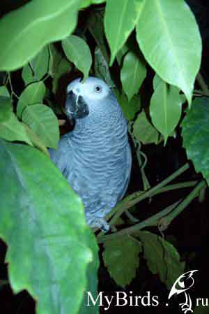 Жако Коня - влад. Amazona