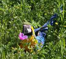 попугай ара синежёлтый