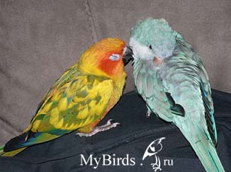 Попугай-монах или квакер голубой мутации с аратингой