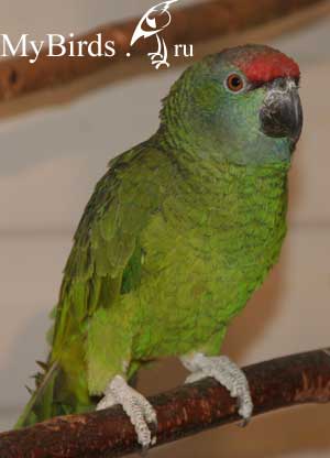 Фестивальный амазон. Фото Robo-devil