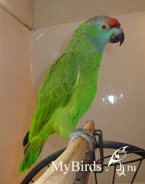 Фестивальный амазон. Фото Robo-devil