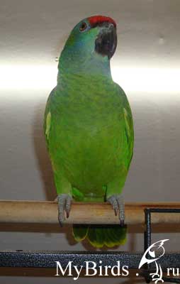 Фестивальный амазон. Фото Robo-devil