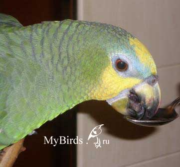 Венесуэльский амазон Гриня. Владелец Fiona