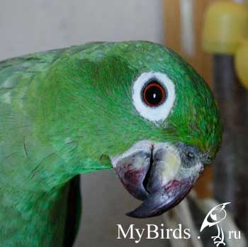 Амазон Мюллера Соломон. Владелец Astr0nom