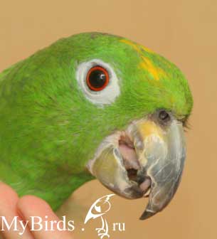 Амазон Мюллера Ричард. Владелец Robo-devil