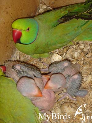 Пара кольчатых попугаев и вылупившиеся птенцы в гнездовом ящике Пара кольчатых попугаев и вылупившиеся птенцы в гнездовом ящике
