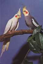 кареллы (кореллы)