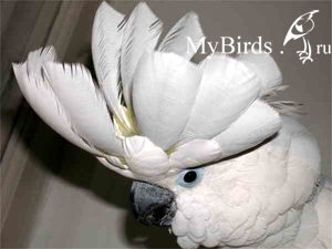 Какаду Альба. Фото Linx