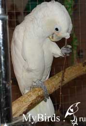 Какаду Гоффина. Фото Нелли.