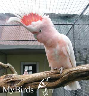 Какаду Инка из питомника "Amazona". Фото Emily