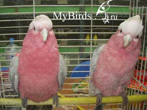 Розовые какаду, или гала. Фото bimiri