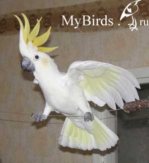 Гибрид желтохохлого и оранжевохохлого какаду из питомника "Amazona". Фото Amazona