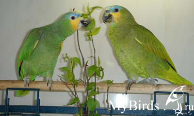 Пара венесуэльских амазонов кормится молодыми побегами. Владелец robo-devil