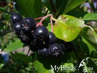 Рябина черноплодная. Фото Fizaliss