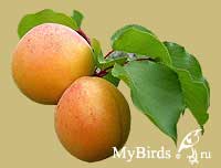 Абрикос. Фото Rodnaya