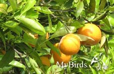 Апельсины. Фото Tat G.