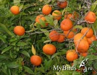 Мандарины. ФотоTat G.