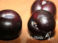 Слива. Фото Натулька