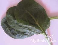 Шпинат. Фото IrinaP