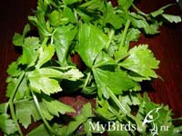 Сельдерей. Фото Emily