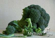 Брокколи. Фото Tat G.