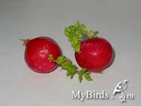 Редис. Фото Tat G.