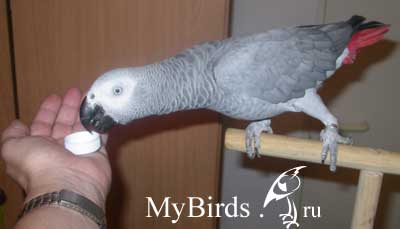 Выполнение команды серым африканским попугаем жако - Брось 