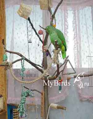 Попугай на стенде. Амазон Мюллера Маркус, фото