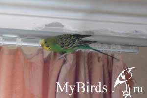 Волнистый попугайчик Плюшка, хозяйка undula 